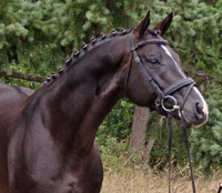 Stallions at stud Photo