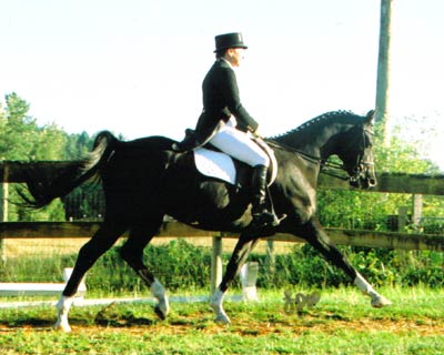 Merlin Photo
