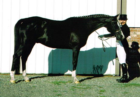 Merlin Photo