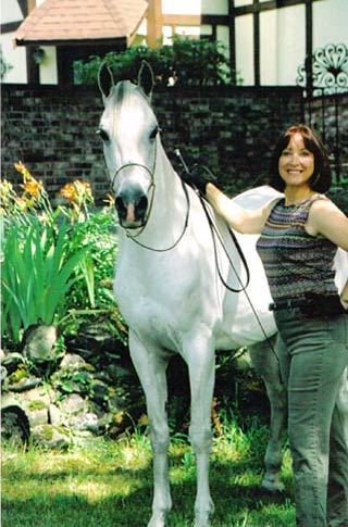 white horse Photo