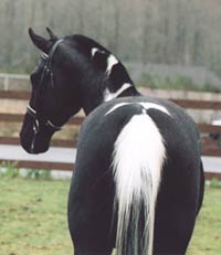 Stallions at stud Photo